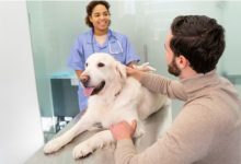 Top Essential Services That Help Pet Owners Keep Their Pets Healthy and Happy
