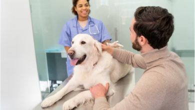 Top Essential Services That Help Pet Owners Keep Their Pets Healthy and Happy Top Essential Services That Help Pet Owners Keep Their Pets Healthy and Happy